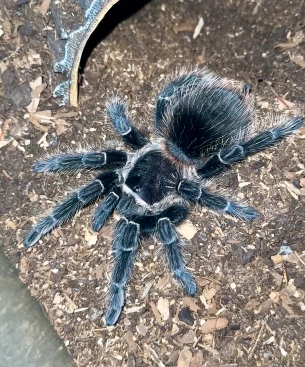 Lasiodora parahybana (Salmon Pink Birdeater Tarantula)