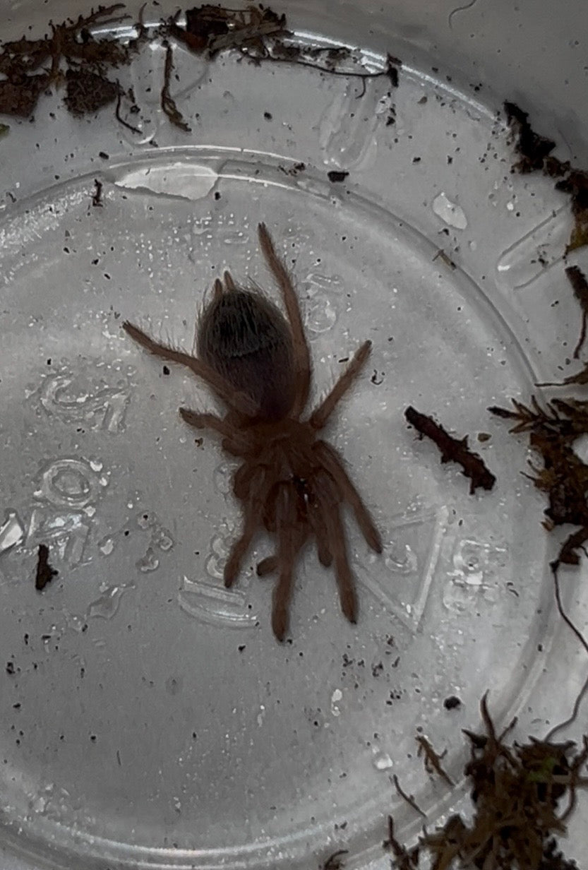 Vitalius (Ex. Nhandu) chromatus (Brazilian Red & White Tarantula)