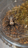 Melopoeus sp. Bach Ma Tarantula