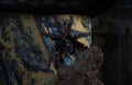 Psalmopoeus irminia (Venezuelan Suntiger Tarantula)