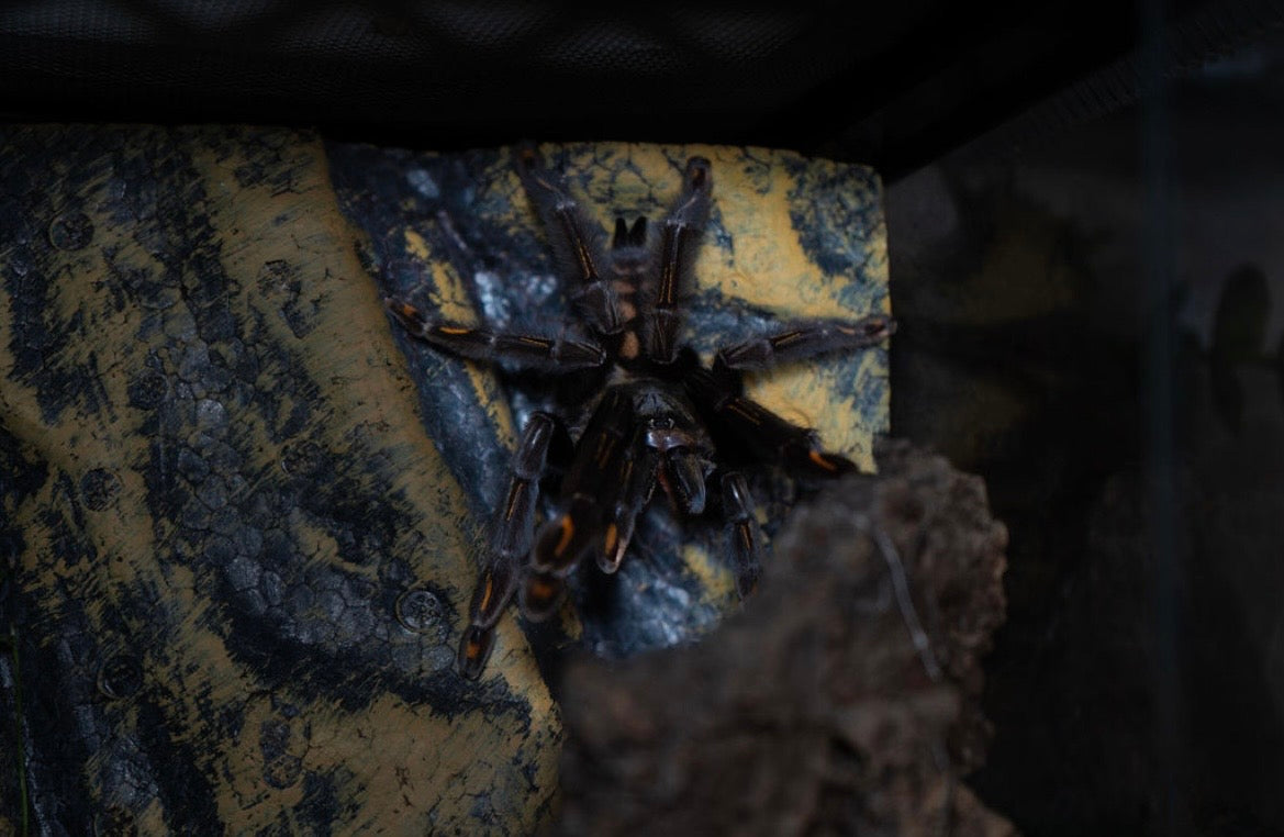 Psalmopoeus irminia (Venezuelan Suntiger Tarantula)