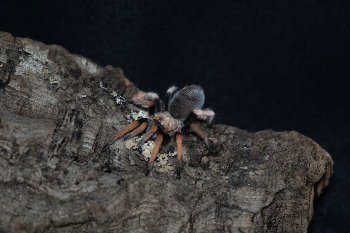 Aphonopelma bicoloratum (Mexican Blood Leg Tarantula)