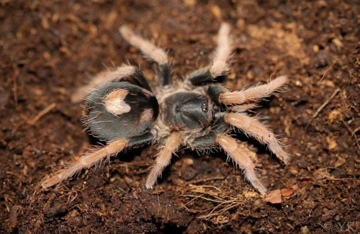 Cyriocosmus aueri (Peruvian Dwarf Redleg Tarantula)