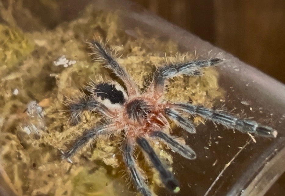 Psalmopoeus ecclesiasticus (Rose Gold Tarantula)