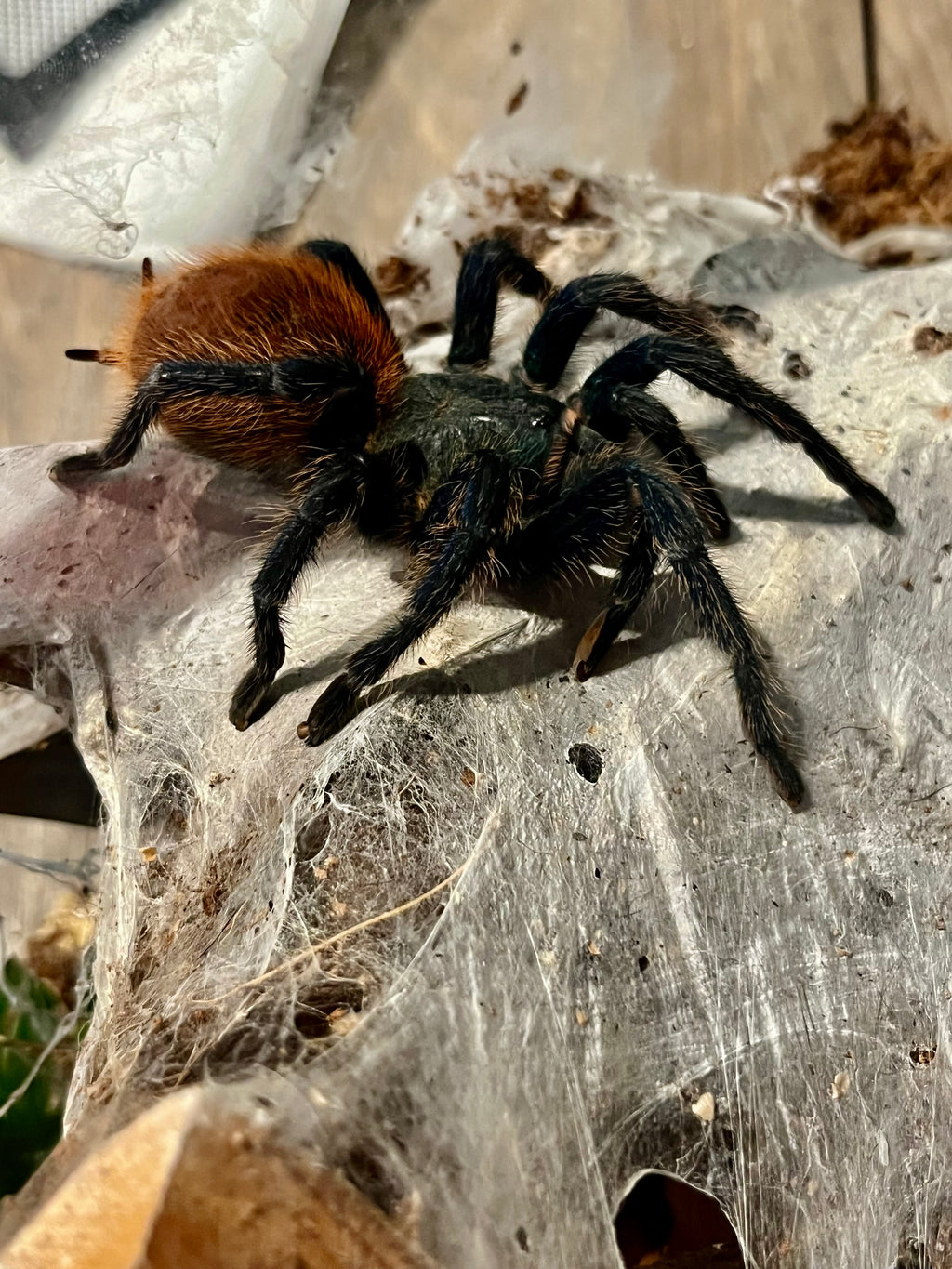 Chromatopelma cyaneopubescens (Green Bottle Blue Tarantula)-Female
