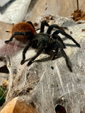 Chromatopelma cyaneopubescens (Green Bottle Blue Tarantula)-Female