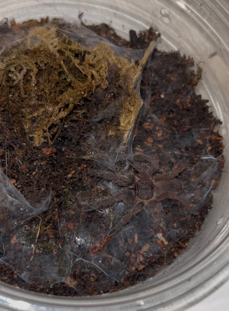Chilobrachys huahini (Asian Fawn Tarantula)