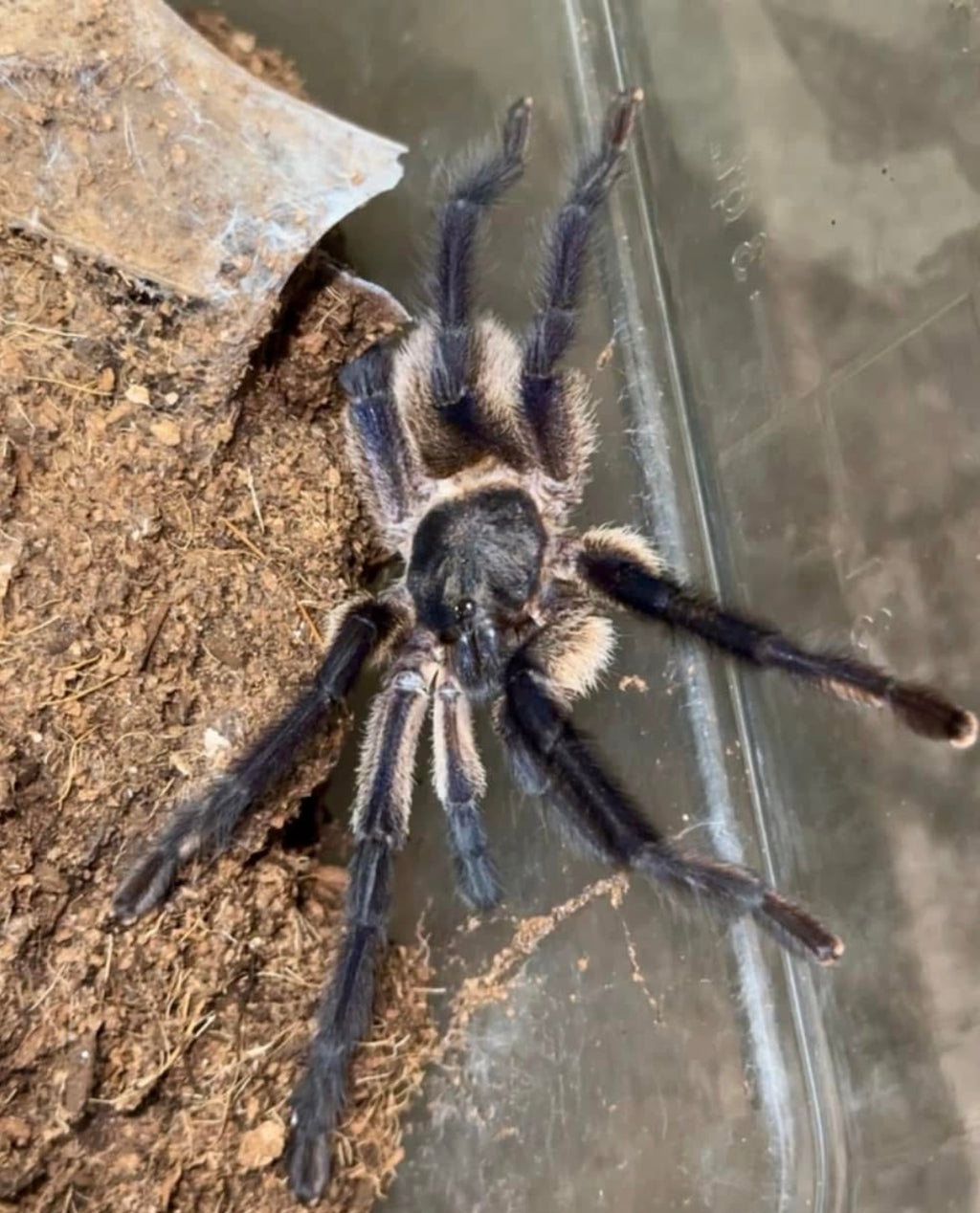 Monocentropus balfouri (Socotra Island Blue Baboon Tarantula) 3 Count Communal