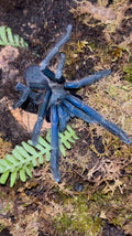 Chilobrachys sp. ‘Vietnam Blue’ (Vietnam Blue Tarantula)