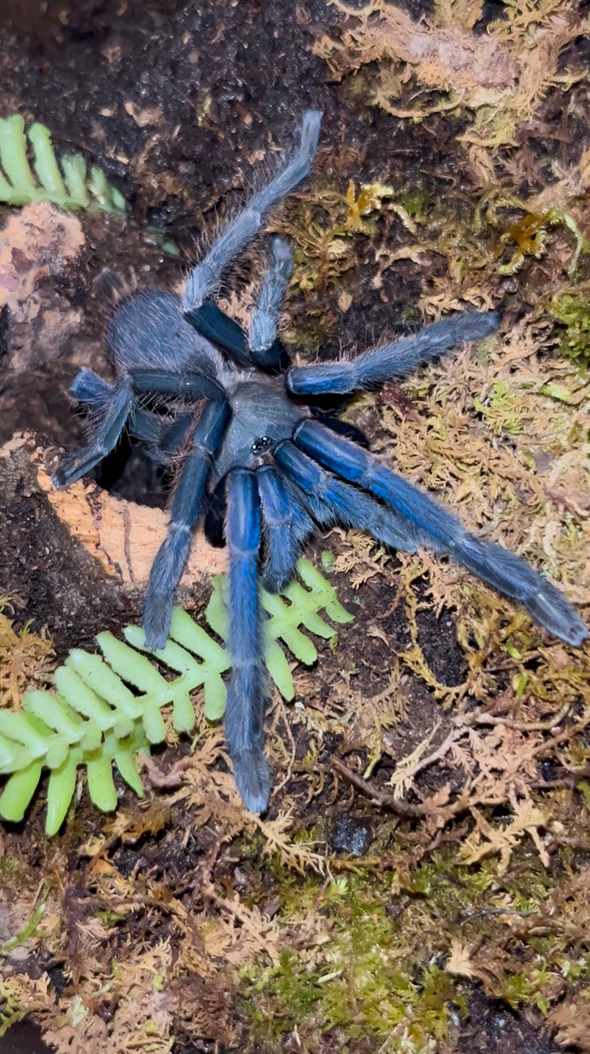 Chilobrachys sp. ‘Vietnam Blue’ (Vietnam Blue Tarantula)