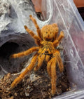 Pterinochilus murinus ‘Usambara’ (Orange Baboon Tarantula)