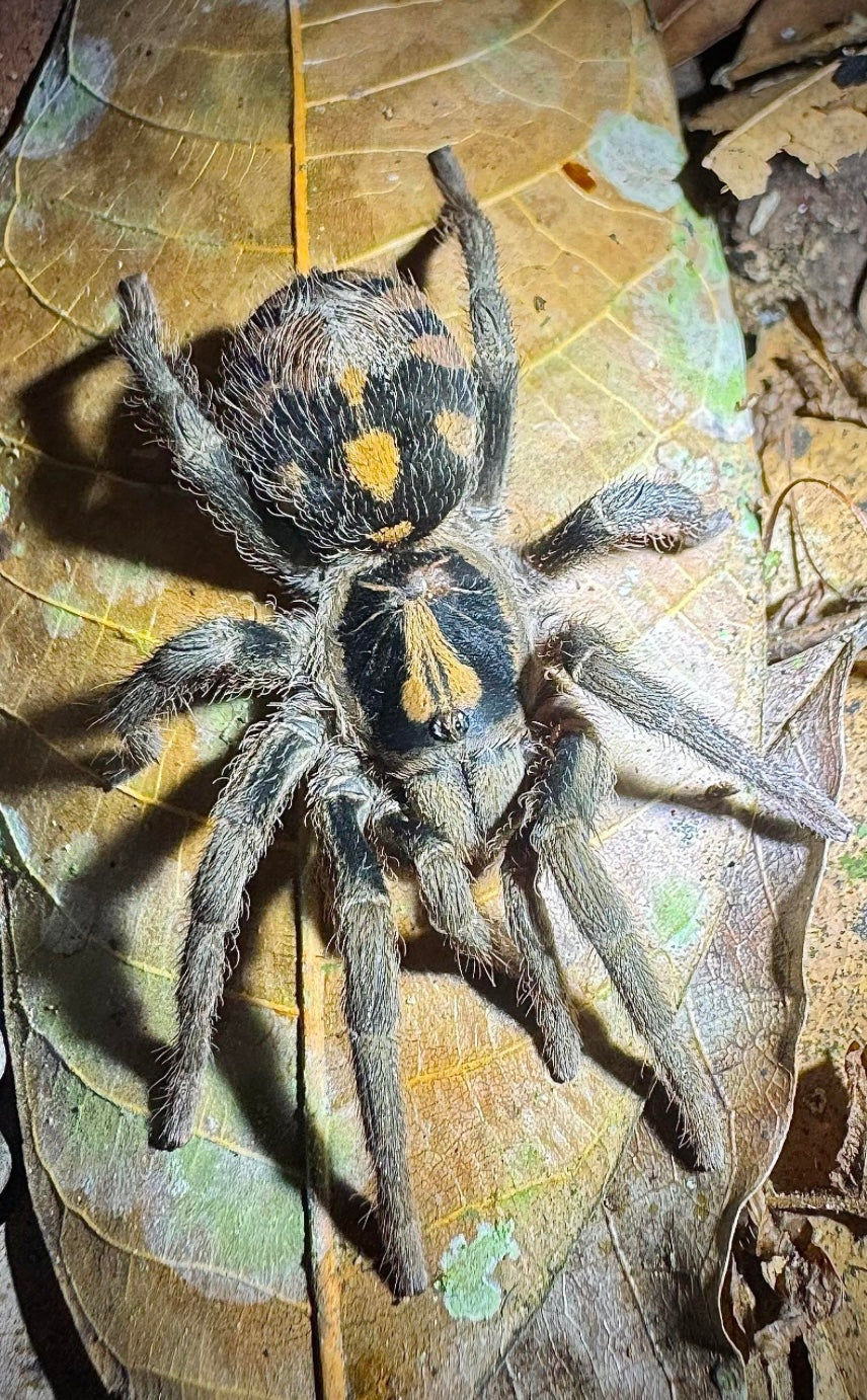 Hapalopus formosus (Pumpkin Patch Tarantula)