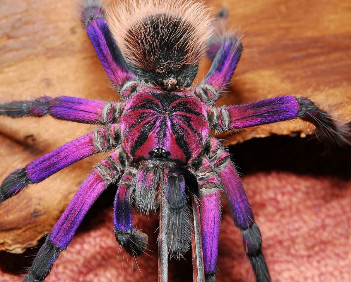 Xenethesis sp. 'White Lowland'