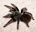 Tliltocatl vagans (Mexican Red Rump Tarantula)