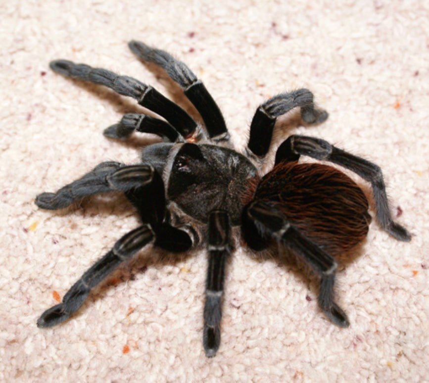 Tliltocatl vagans (Mexican Red Rump Tarantula)