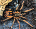 Hapalopus guerreroi (Speckle Patch Guerrilla Tarantula)
(Ex. vangoghi & sp. guerrilla)