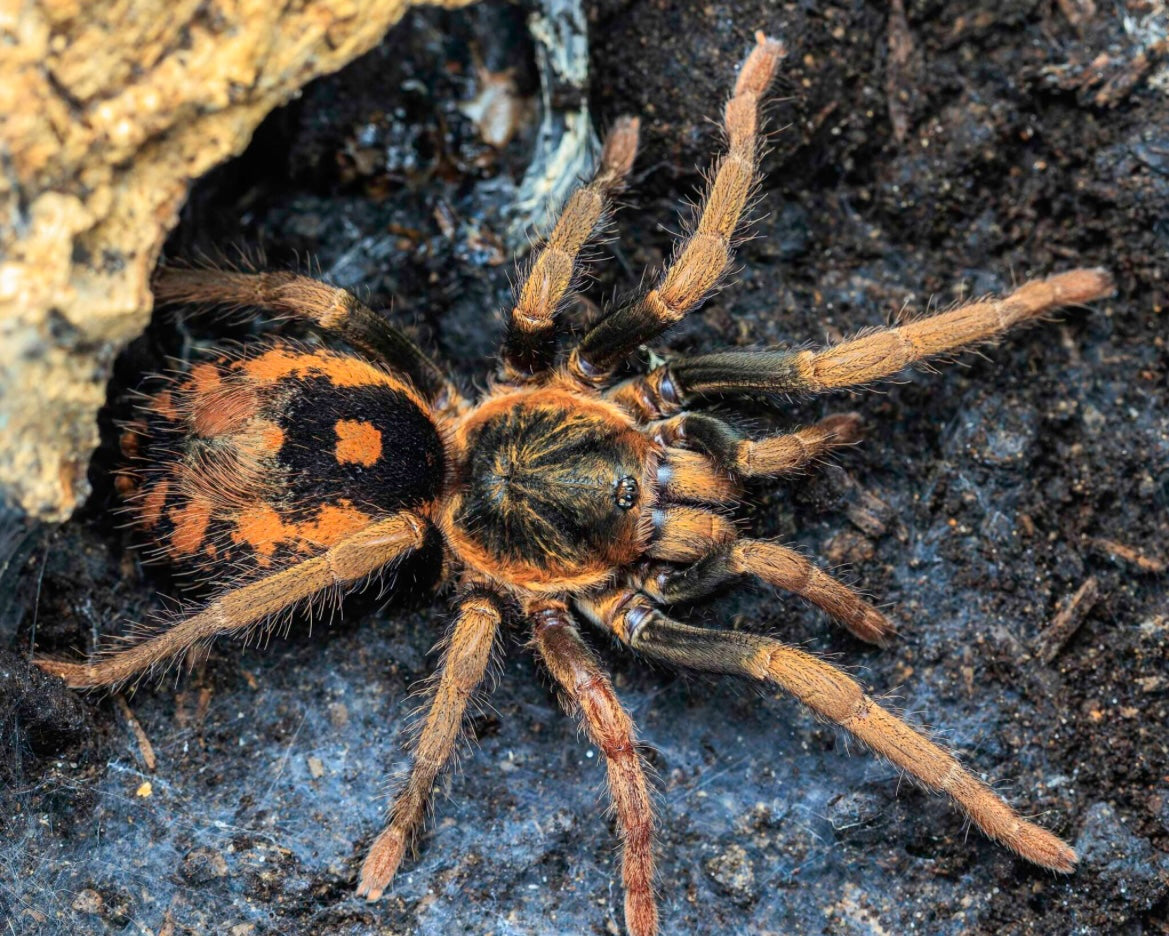 Hapalopus guerreroi (Speckle Patch Guerrilla Tarantula)
(Ex. vangoghi & sp. guerrilla)