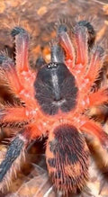 Davus sp. 'Panama' (Lava Tarantula)