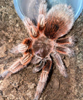Grammostola rosea RCF (Red Chilean Rose Hair Tarantula)