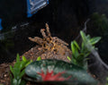 Pterinochilus murinus (Orange Baboon Tarantula 'Mikumi' DCF)-Female