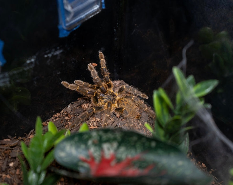Pterinochilus murinus (Orange Baboon Tarantula 'Mikumi' DCF)-Female