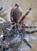 Psalmopoeus victori (Darth Maul Tarantula)