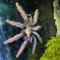 Psalmopoeus ecclesiasticus (Rose Gold Tarantula)