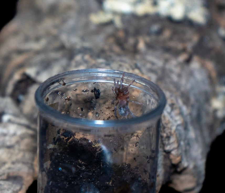 Aphonopelma hentzi (Texas Brown Tarantula)