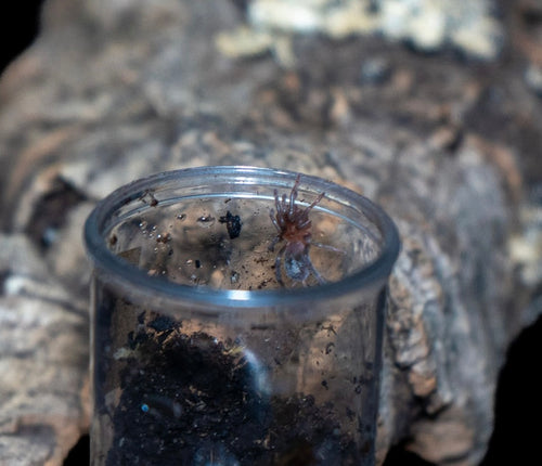 Aphonopelma hentzi (Texas Brown Tarantula)