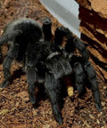Grammostola pulchra (Brazilian Black Tarantula)