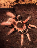 Megaphobema robustum (Colombian Giant Redleg Tarantula)