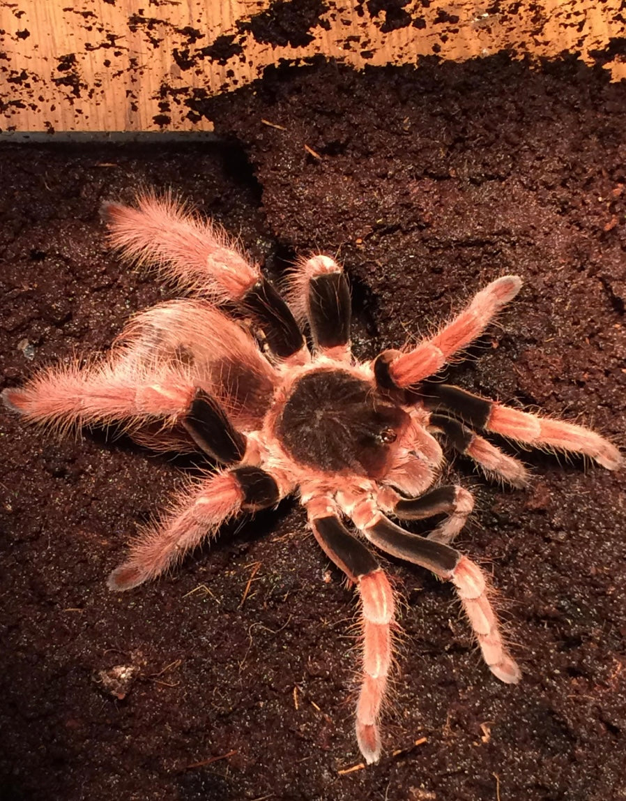 Megaphobema robustum (Colombian Giant Redleg Tarantula)