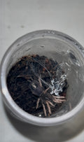 Kochiana brunnipes (Dwarf Pink Leg Tarantula)