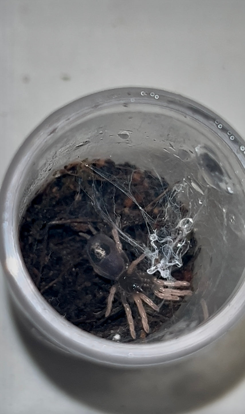 Kochiana brunnipes (Dwarf Pink Leg Tarantula)