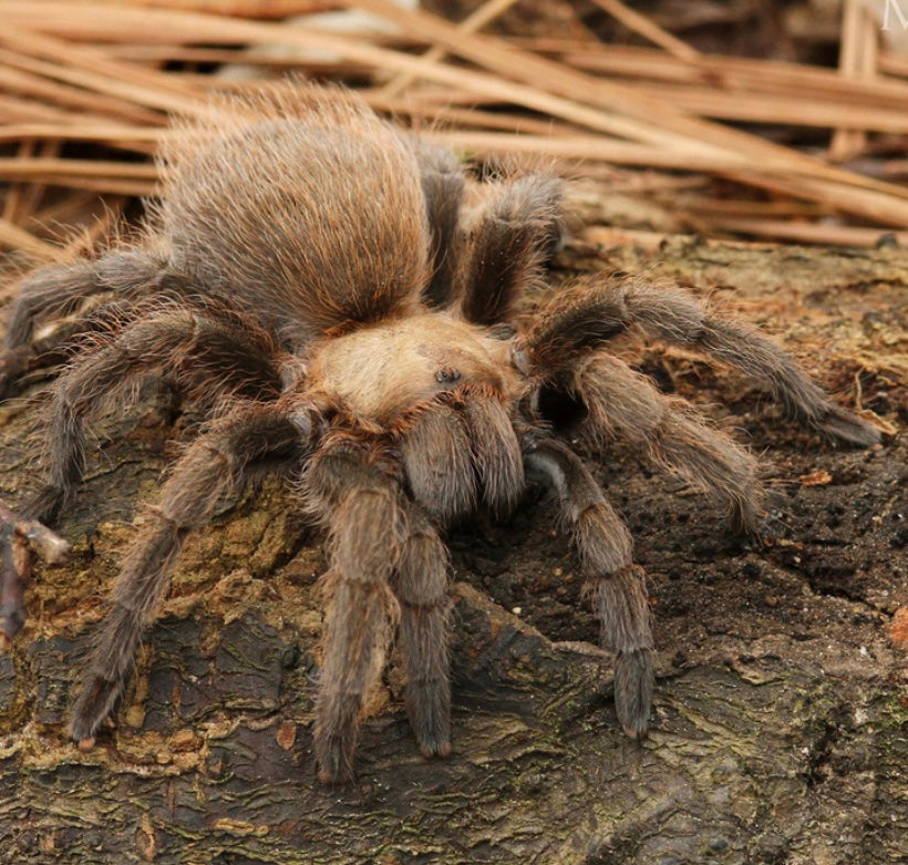 Aphonopelma hentzi (Texas Brown Tarantula)