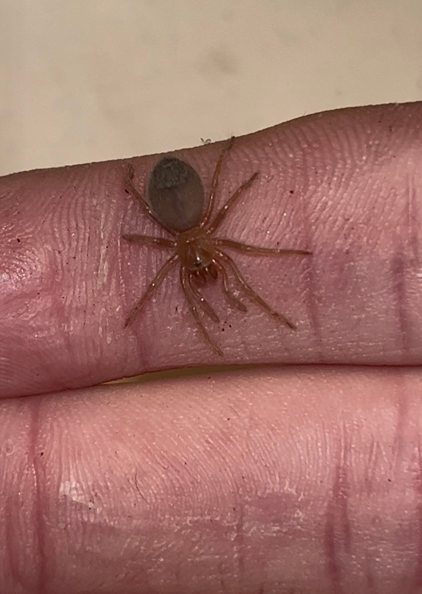Lasiodorides sp. 'Adobe' Tarantula