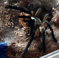Monocentropus balfouri (Socotra Island Blue Baboon Tarantula) 3 Count Communal