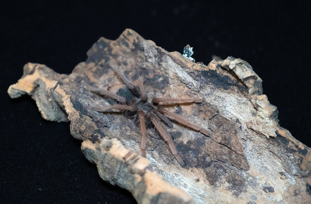Xenethesis sp. 'White Lowland'