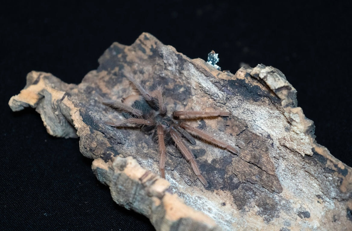 Xenethesis sp. 'White Lowland'
