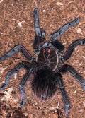 Pamphobeteus vespertinus (Ecuadorian Red Bloom)