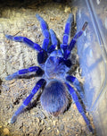 Lasiocyano sazimai (Brazilian Blue Tarantula)
