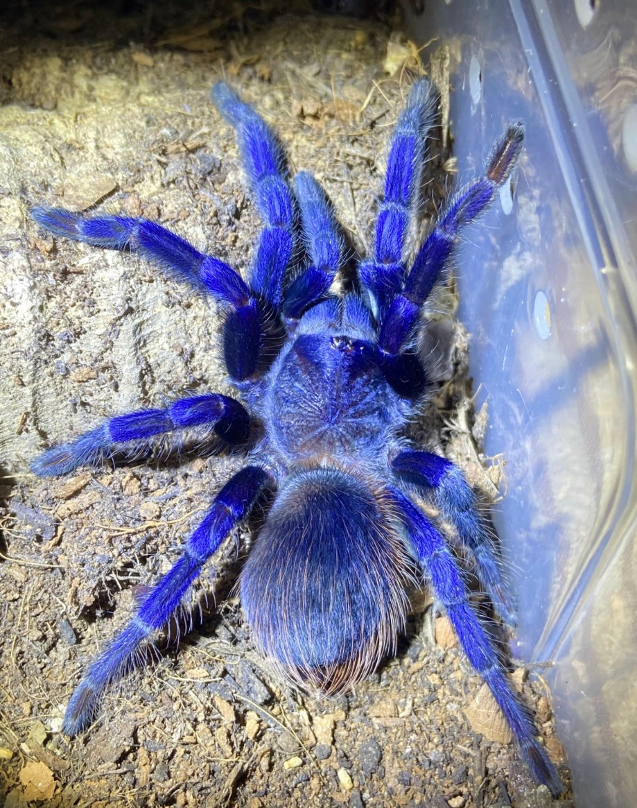 Lasiocyano sazimai (Brazilian Blue Tarantula)