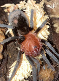 Bumba horrida (Brazilian Red Head Tarantula)