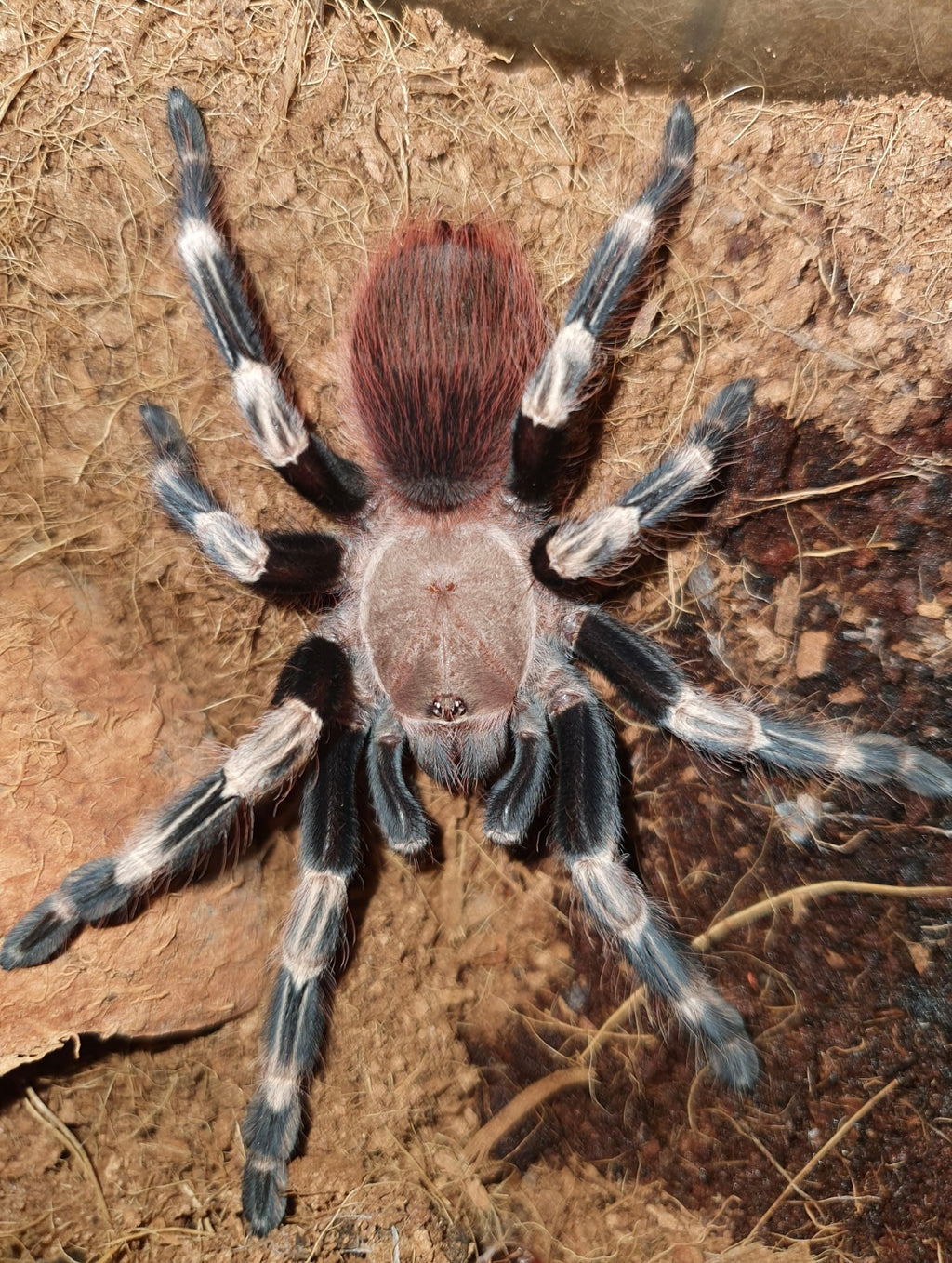 Vitalius (Ex. Nhandu) chromatus (Brazilian Red & White Tarantula)