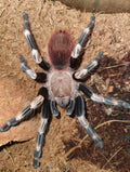 Vitalius (Ex. Nhandu) chromatus (Brazilian Red & White Tarantula)
