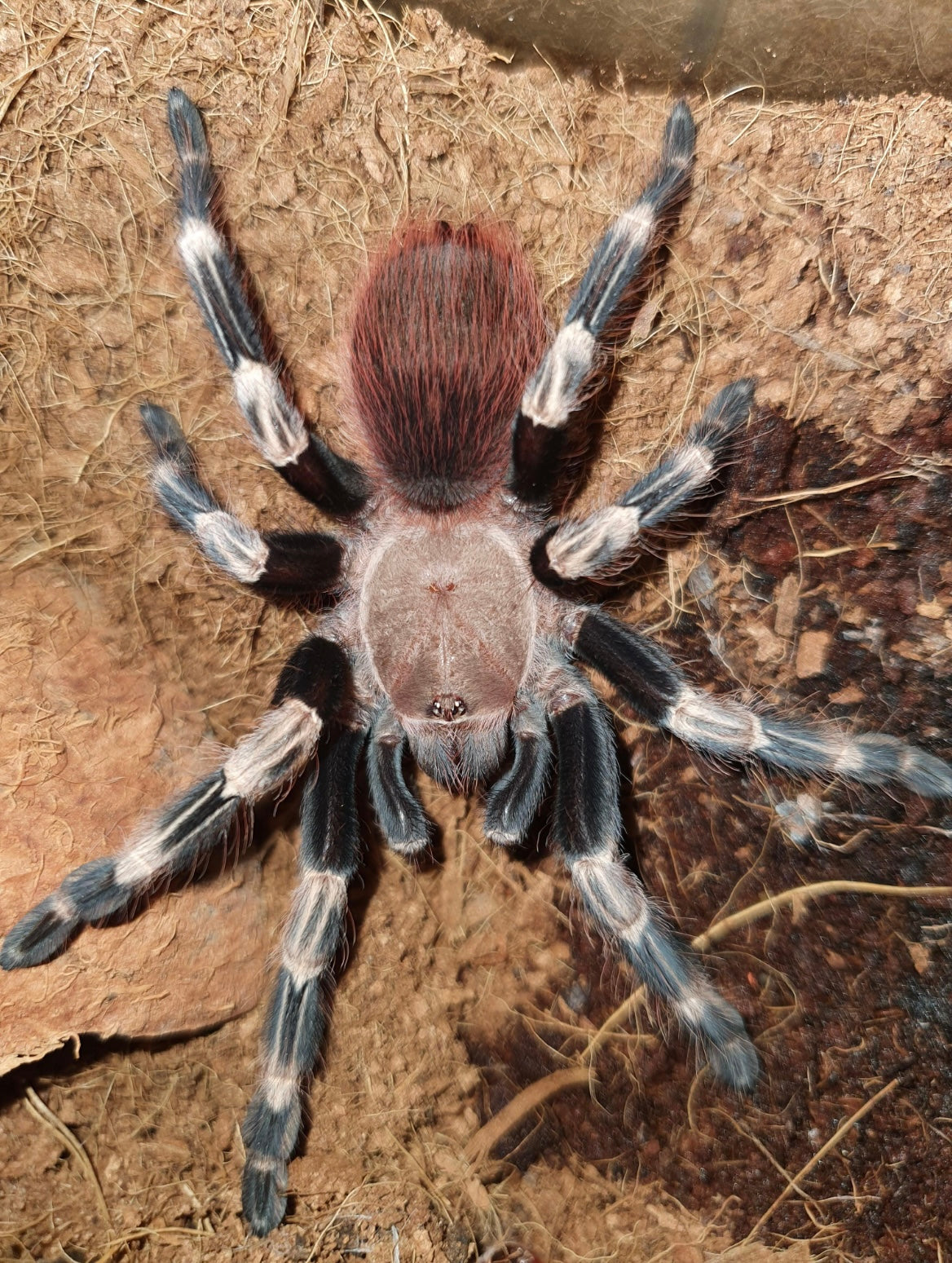Vitalius (Ex. Nhandu) chromatus (Brazilian Red & White Tarantula)