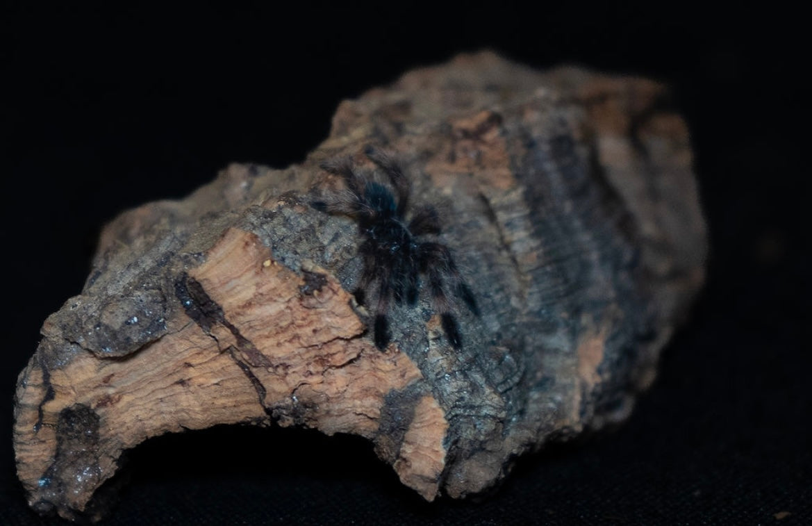 Psalmopoeus victori (Darth Maul Tarantula)