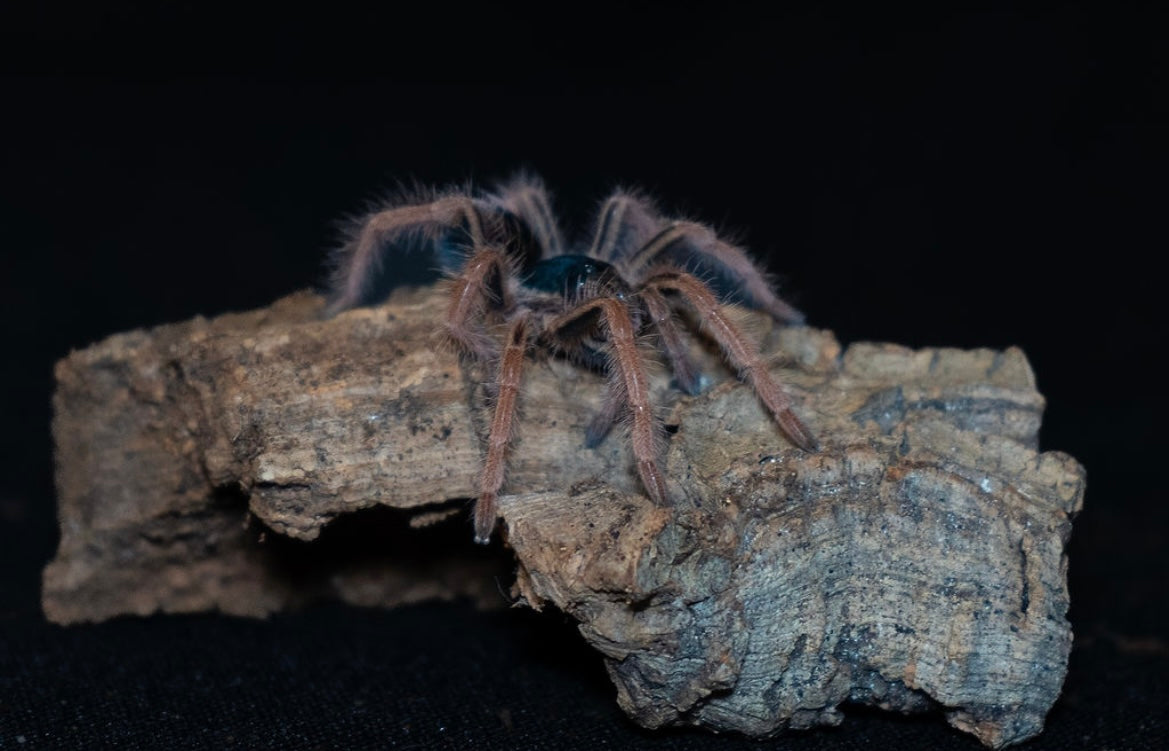 Megaphobema robustum (Colombian Giant Redleg Tarantula)