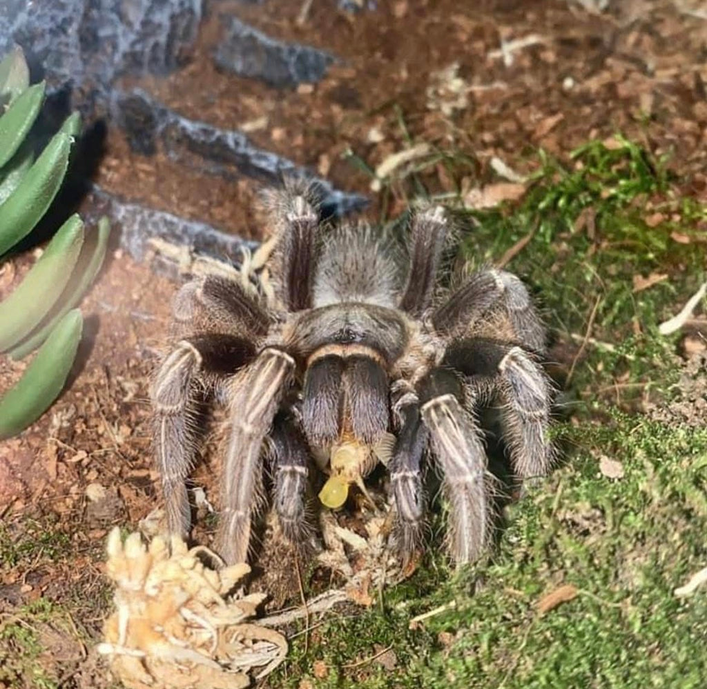 Aphonopelma seemanni (Costa Rican Zebra, Stripe Knee Tarantula)