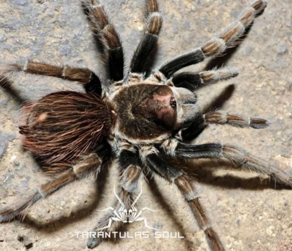 Lasiodorides sp. 'Adobe' Tarantula